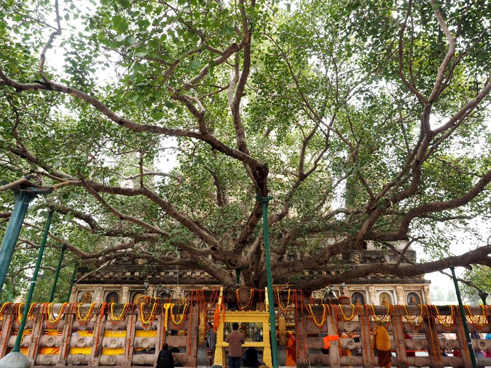 bodhi-tree-1