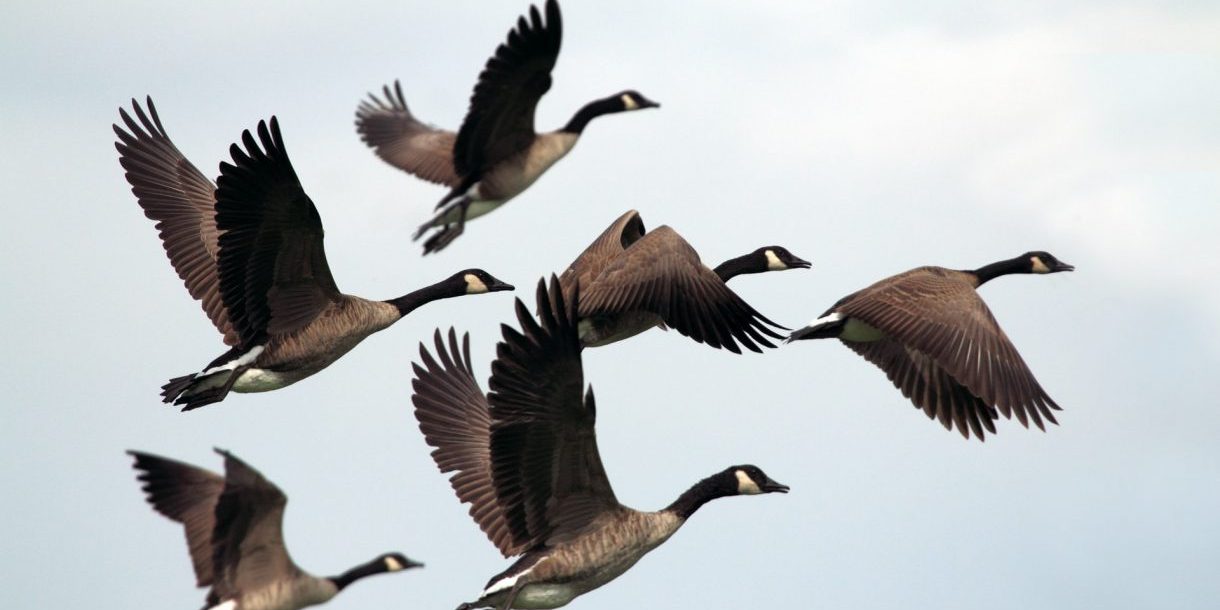 WIld Geese - Mary Oliver