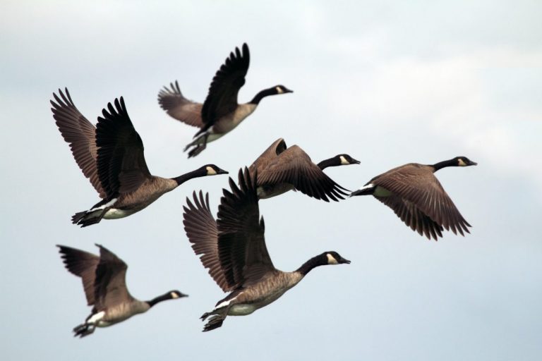 WIld Geese - Mary Oliver