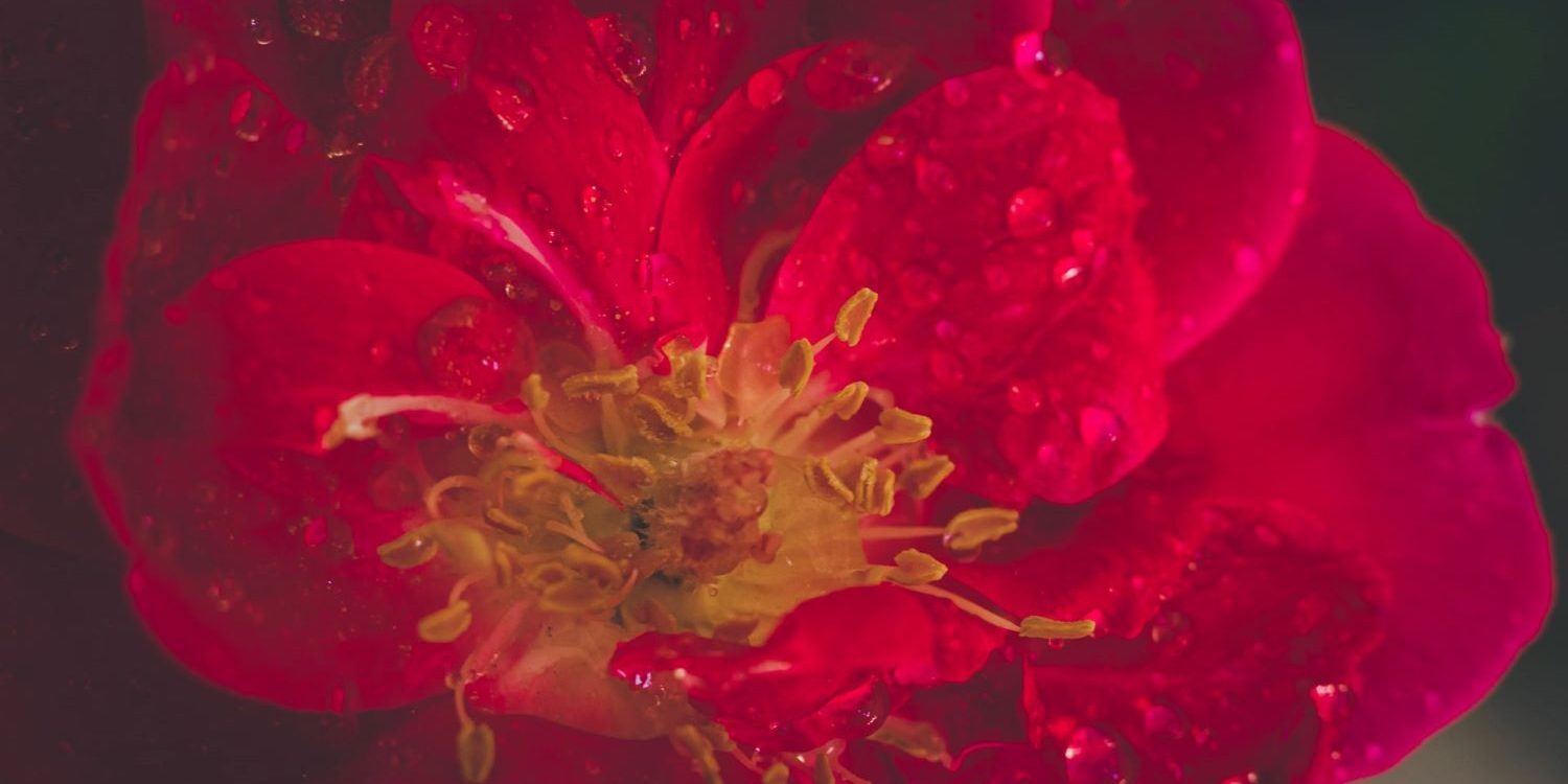 Forget About Enlightenment – John Welwood Forget About Enlightenment – John Welwood