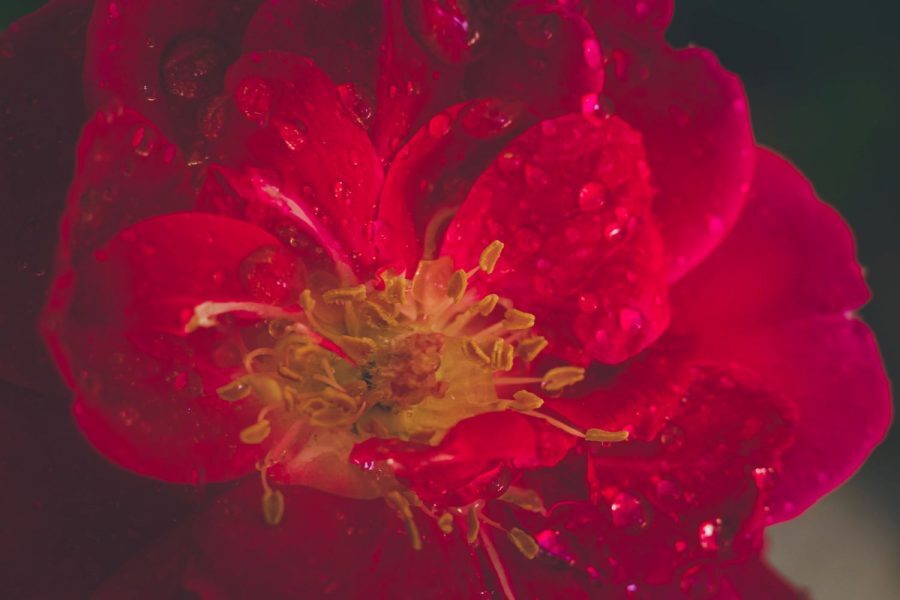 Forget About Enlightenment – John Welwood