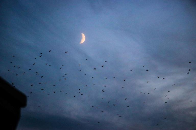 Moon - Gregory Orr