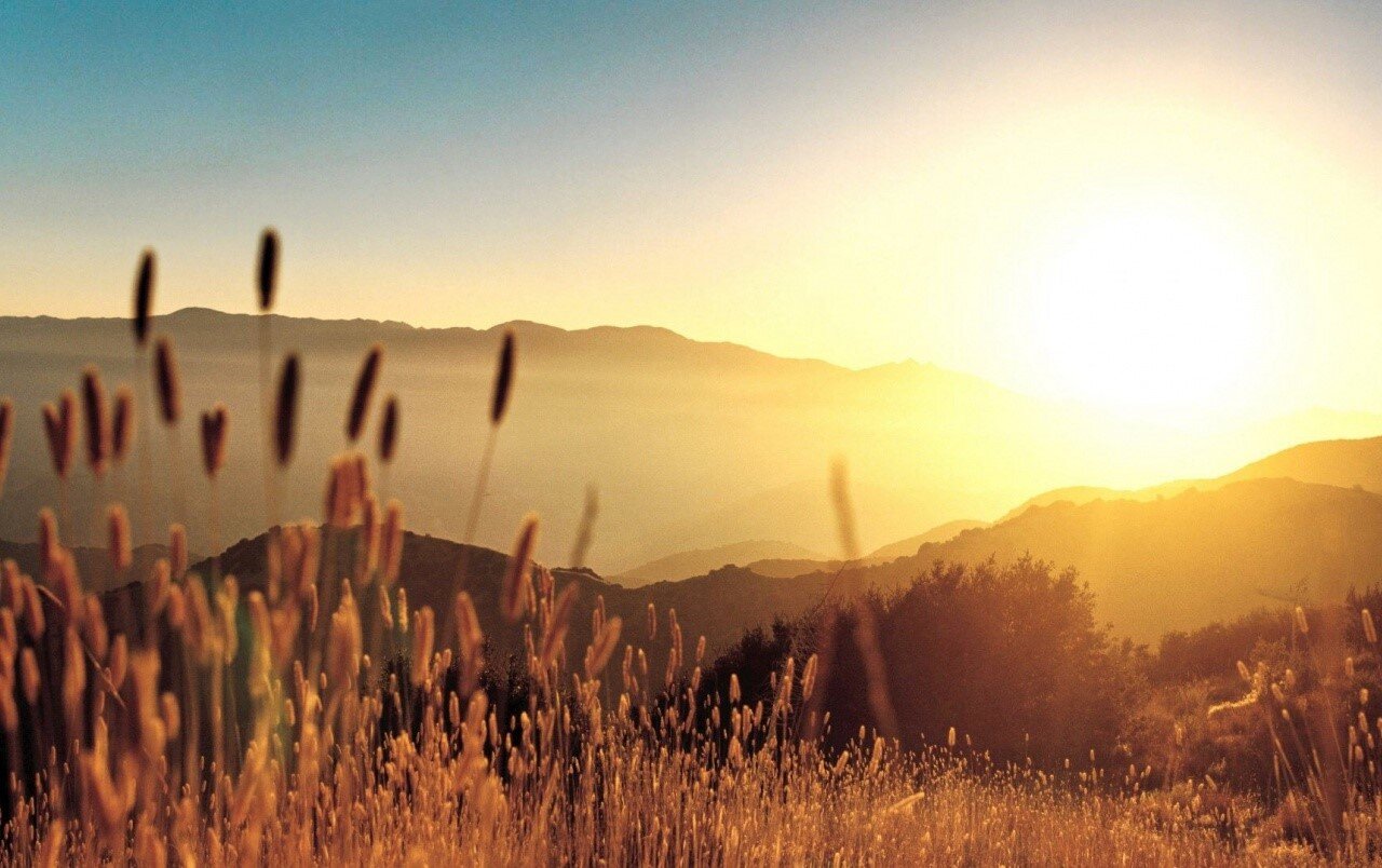 The Summer Day Mary Oliver Mindfulness Association The Summer Day Mary Oliver Mindfulness Association