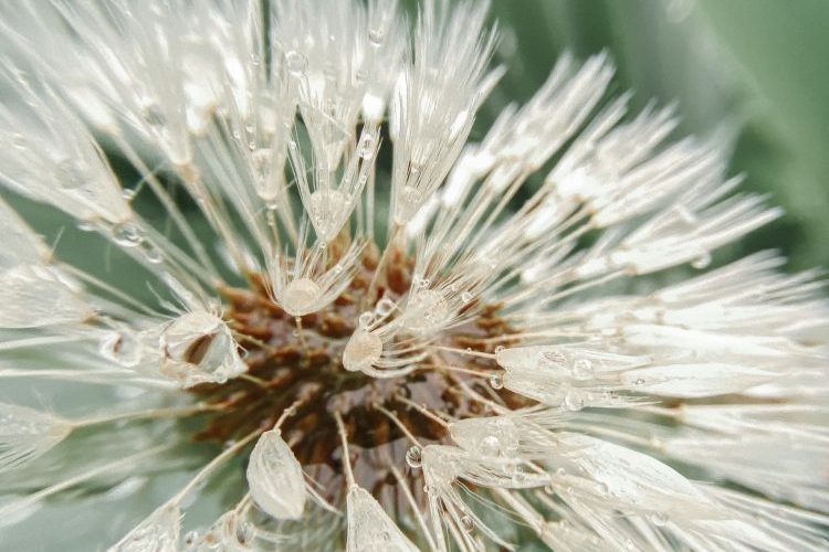 The Good News – Thich Nhat Hanh