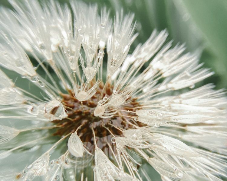 The Good News – Thich Nhat Hanh