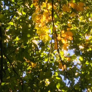 Walking Meditation