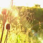 The bright field