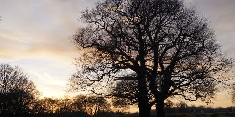 I am the black lace tree - Wendy Simpson