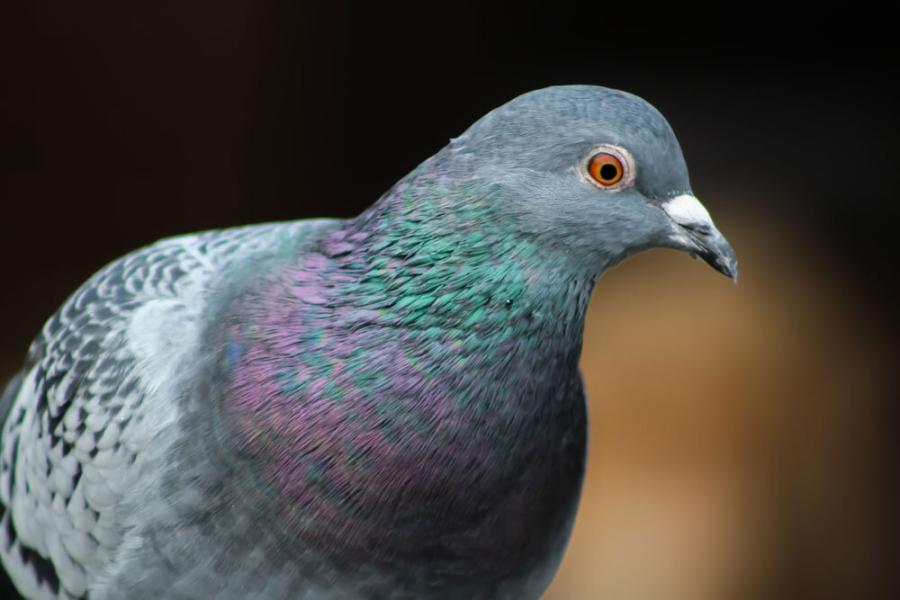 mindfulness and pigeons with rainbow throats