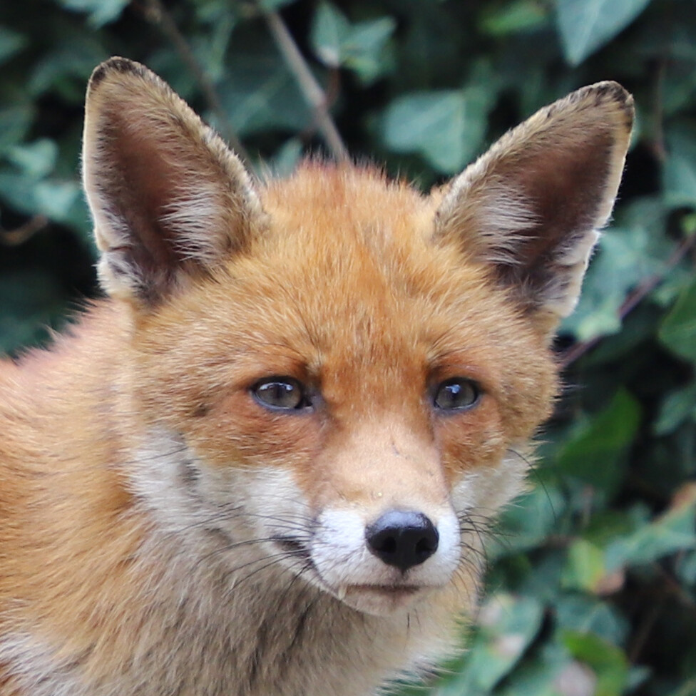 fox egg hunt