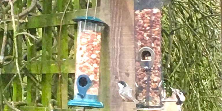 mindfulness of birds