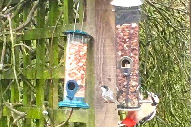 mindfulness of birds