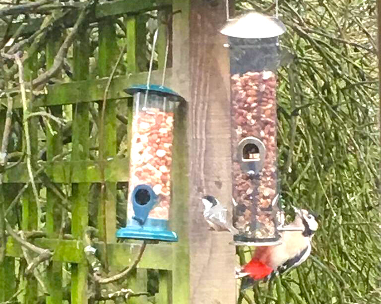 mindfulness of birds