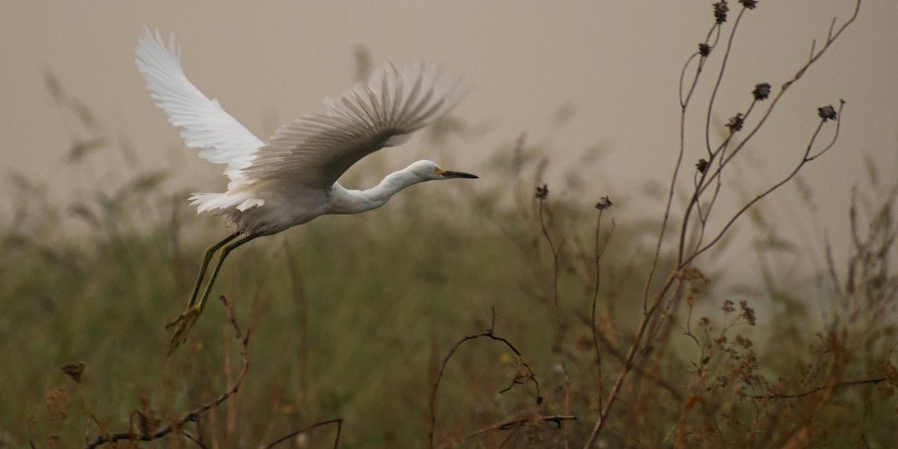 The Peace of Wild Things - Wendell Berry