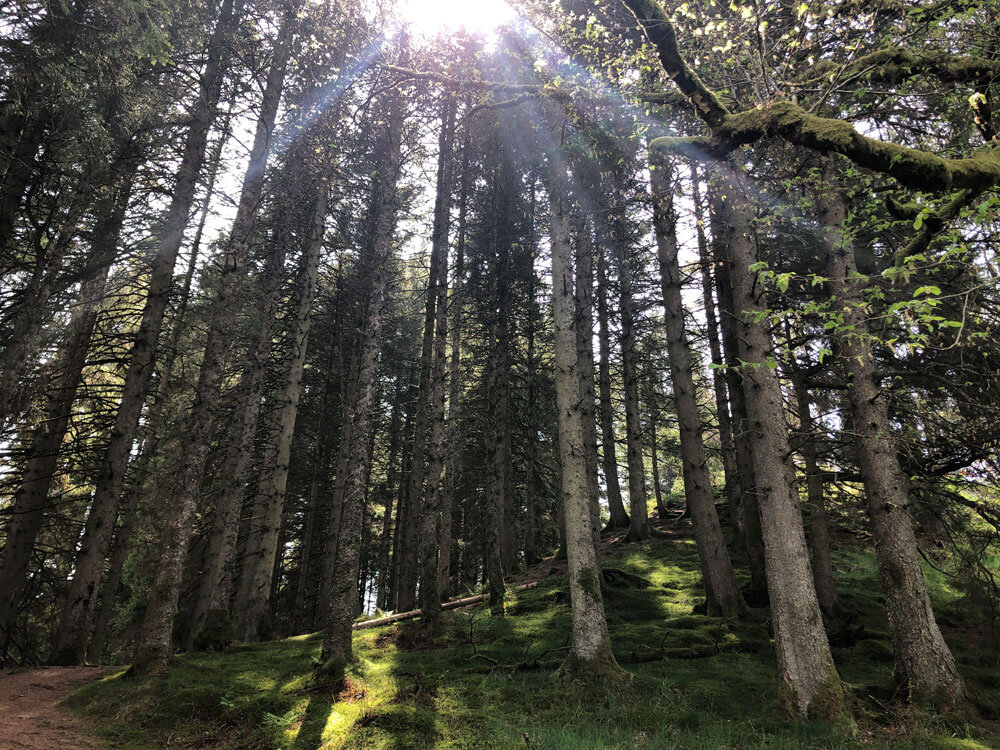 mindful of propensity