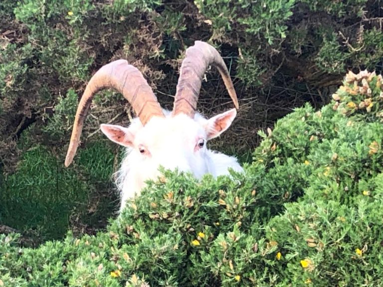 Transformational goat on Holy Island