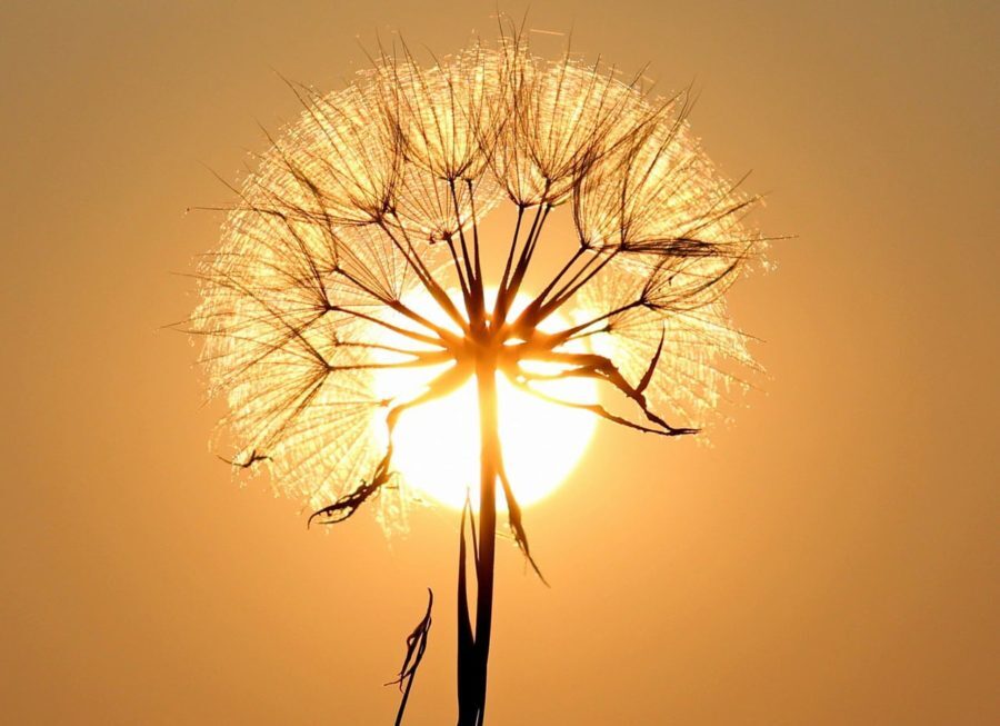 meeting the menopause