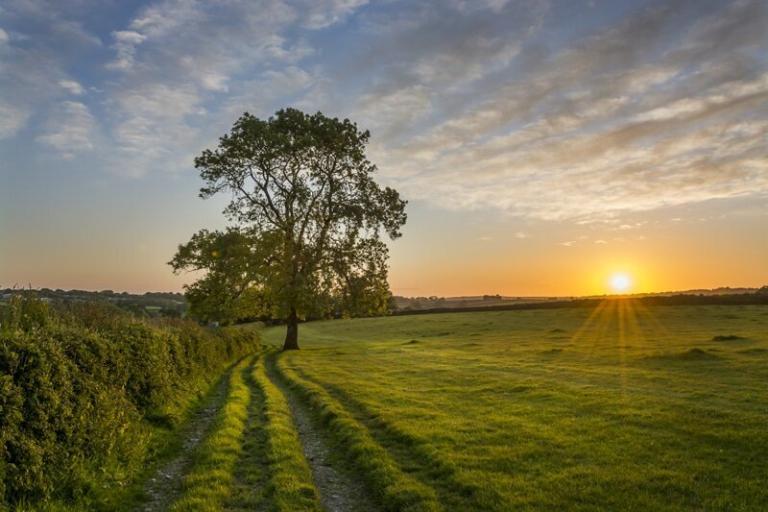 Ash-tree