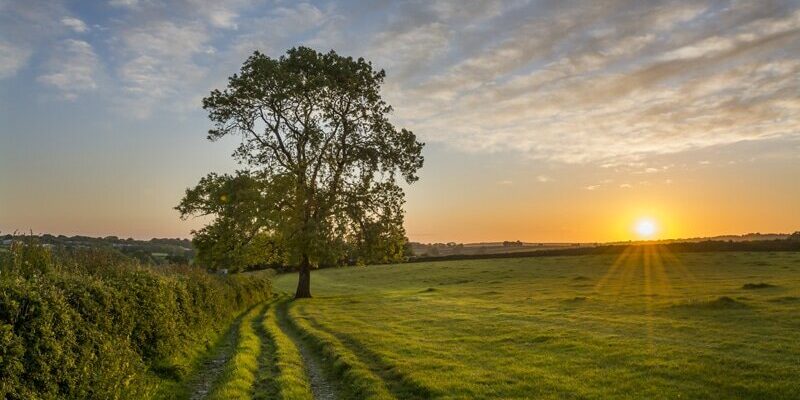 Ash-tree Ash-tree