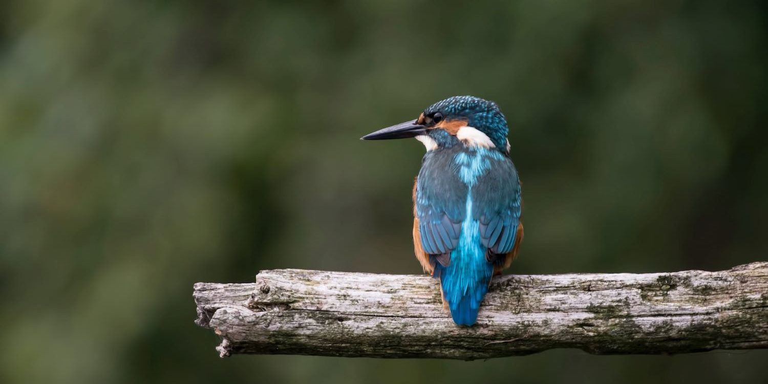 Kingfisher - Robert Macfarlane