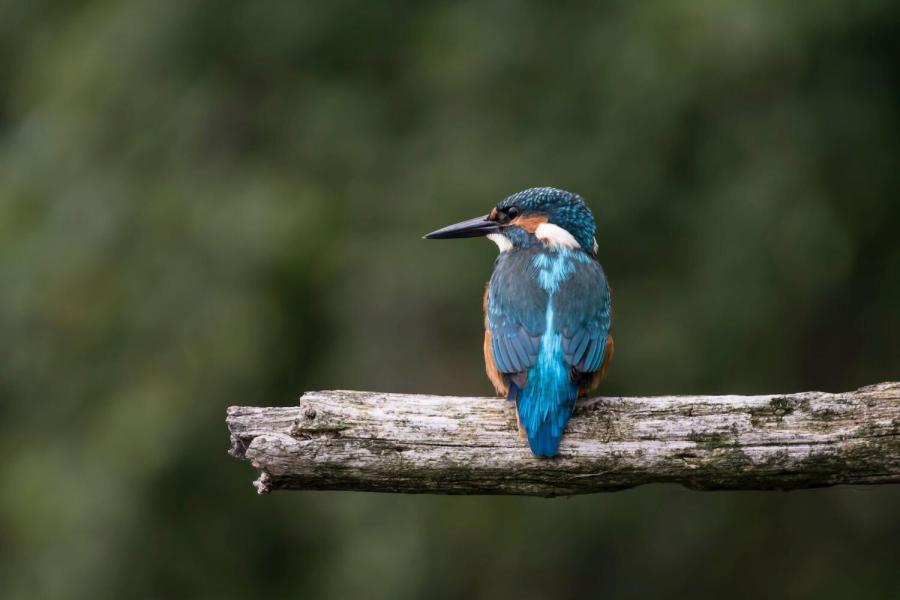 Kingfisher - Robert Macfarlane