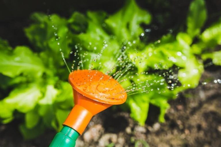 watering can - weekly challenge - 031019