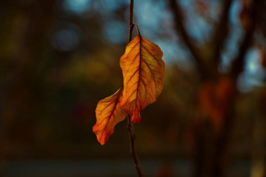 Autumn - John Clare