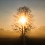 From Mindfulness to Insight and Wisdom