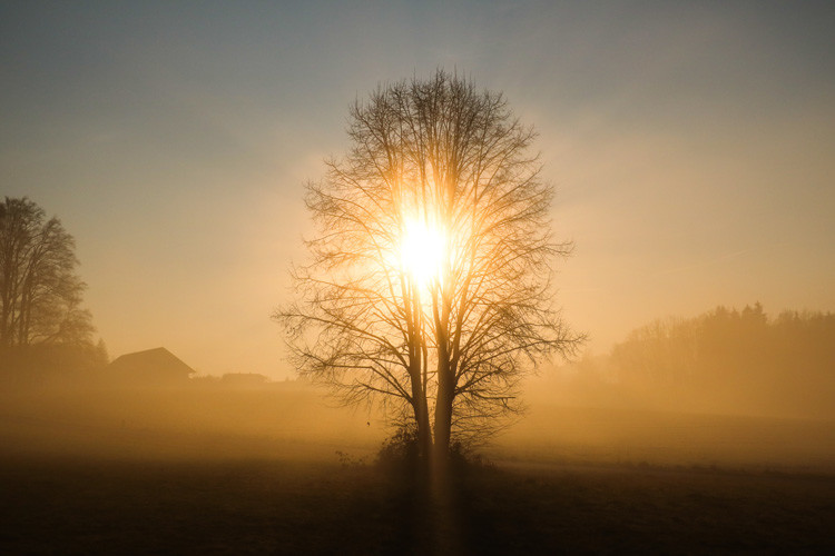 From Mindfulness to Insight and Wisdom