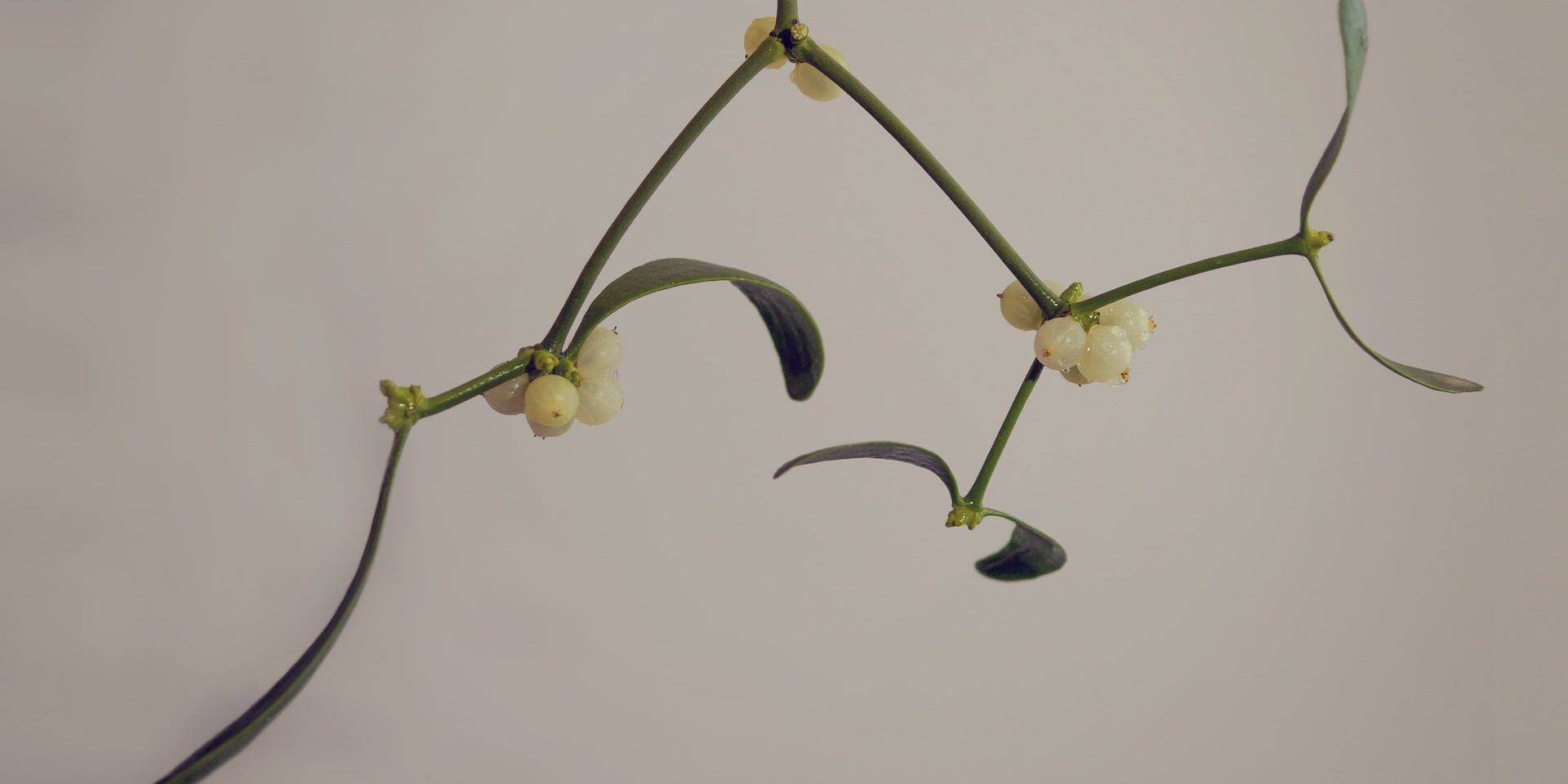 Mistletoe – Walter De La Mare