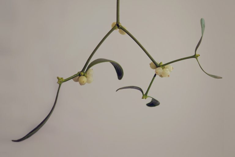 Mistletoe – Walter De La Mare