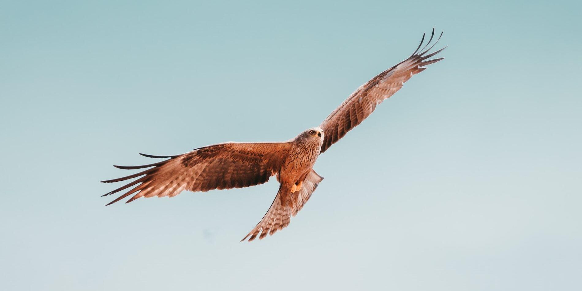 Delight Song of Tsoai-talee – N Scott Momaday Delight Song of Tsoai-talee - N. Scott Momaday