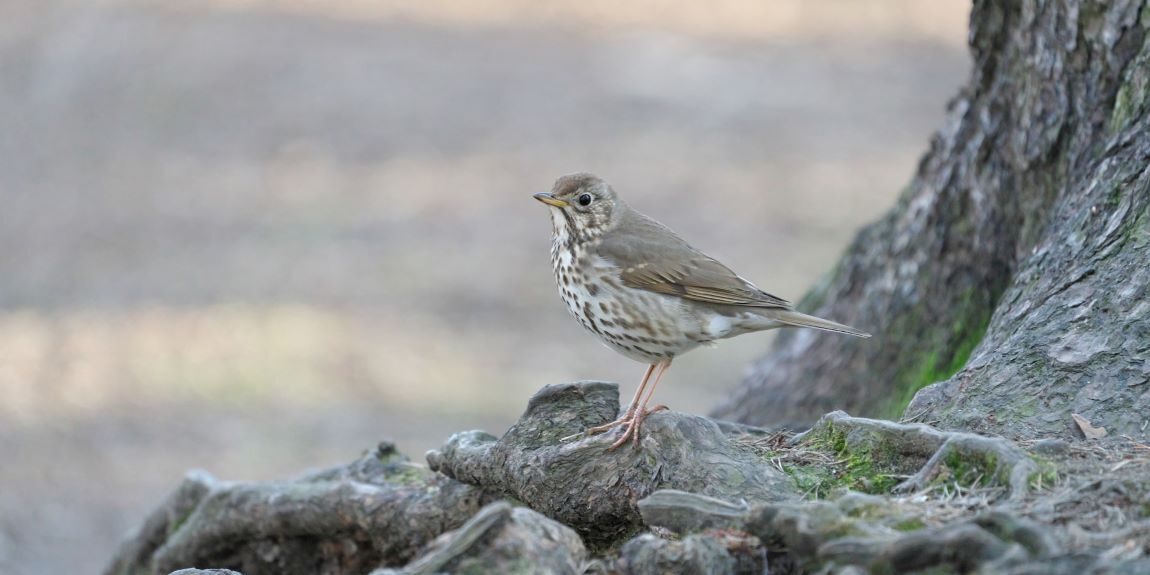 The Darkling Thrush - Thomas Hardy