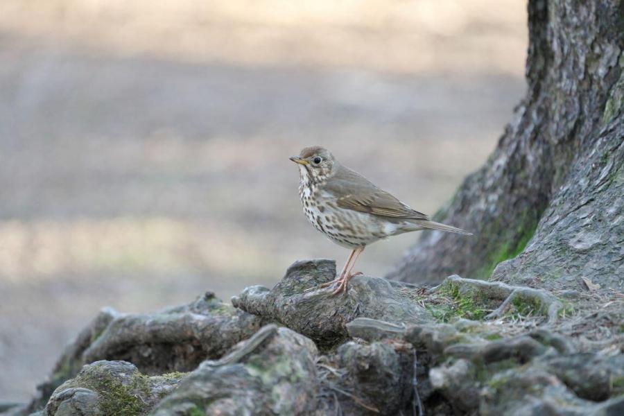 The Darkling Thrush - Thomas Hardy