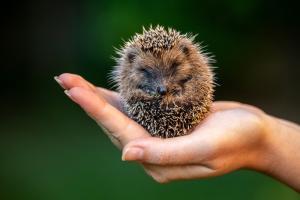being-compassion