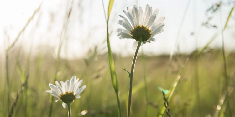 Daisies - Mary Oliver