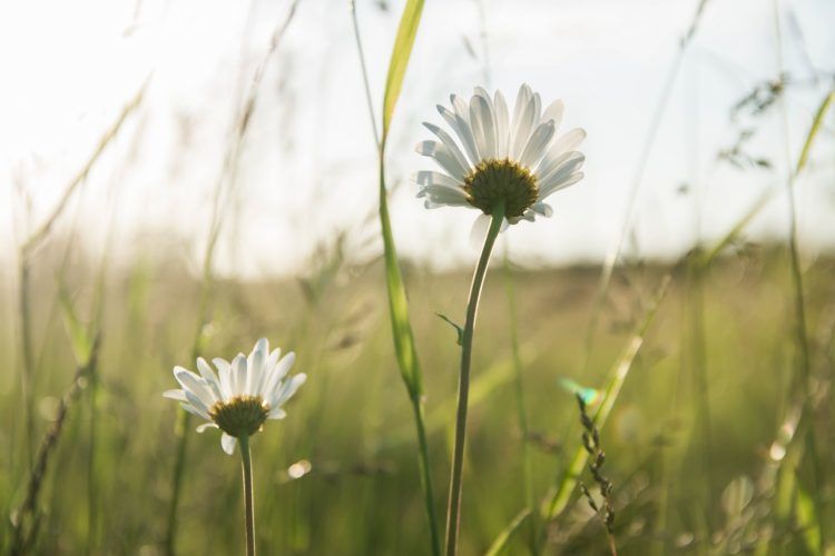 Daisies - Mary Oliver