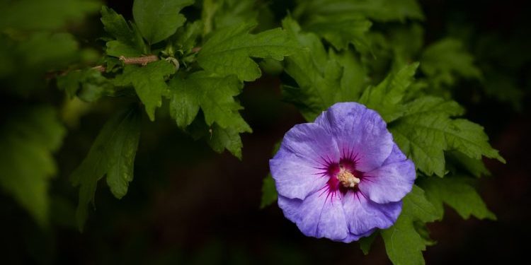 Earth, I thank you - Anne Spencer