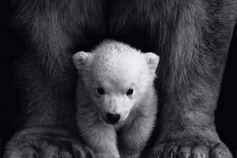 dont-think-about-a-bear