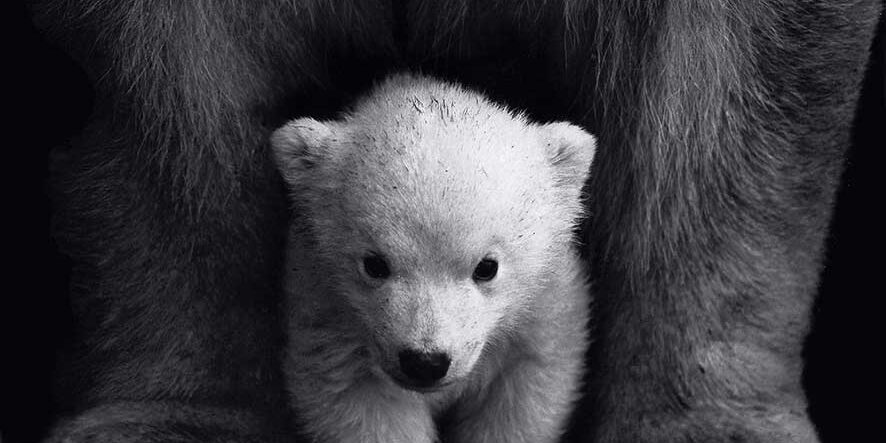dont-think-about-a-bear