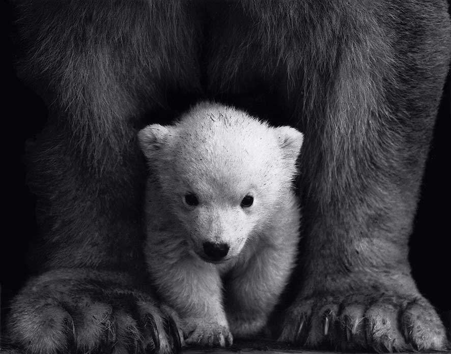 dont-think-about-a-bear