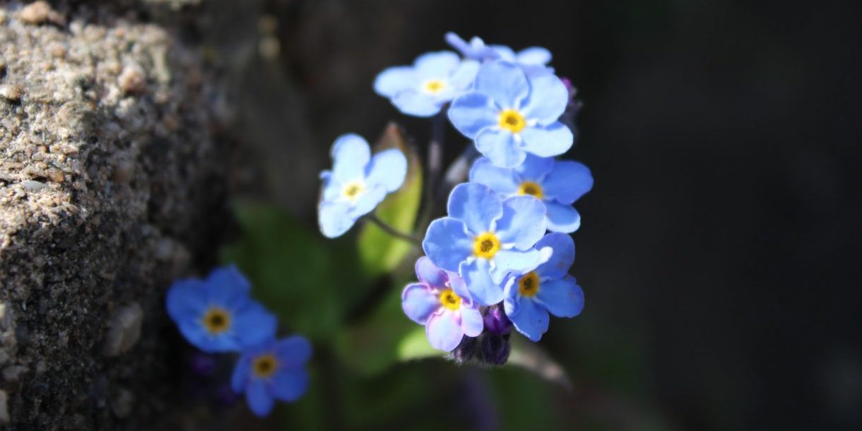 Flowering - Linda Buckmaster