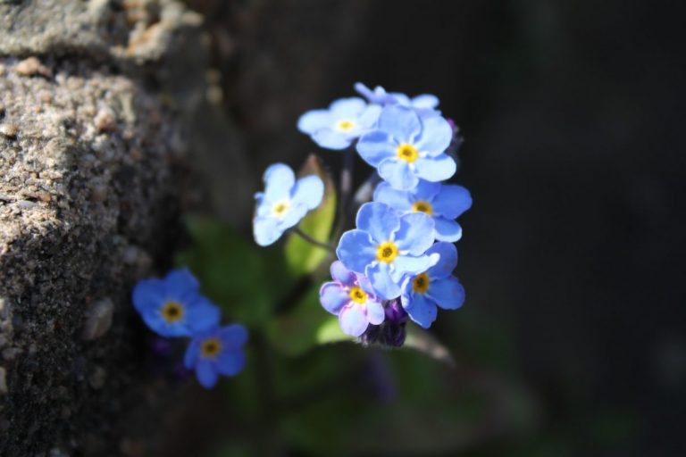 Flowering - Linda Buckmaster