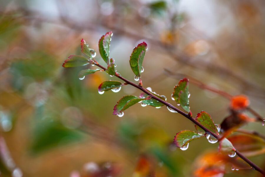 Water drops on branch autumn weather cold rain nature macro photography cloud In the Land of Words - Eloise Greenfield