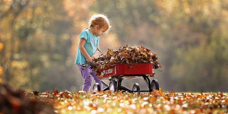 fall leaves fall
