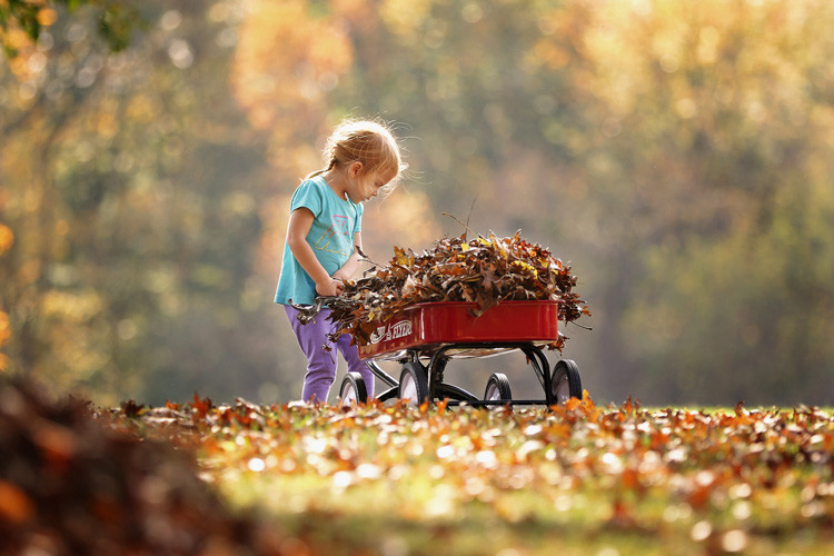 fall leaves fall