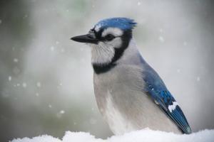 A-Winter-Bluejay