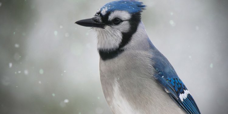 A-Winter-Bluejay