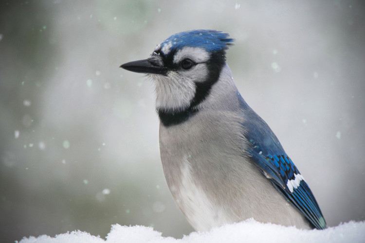 A-Winter-Bluejay