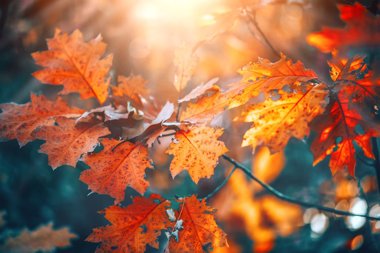 AUTUMN-FREE-MEMBERS-RETREAT-WEEKEND-ONLINE